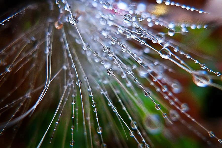 Agua y Rocio Macro