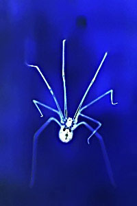 Aracnido Arana
