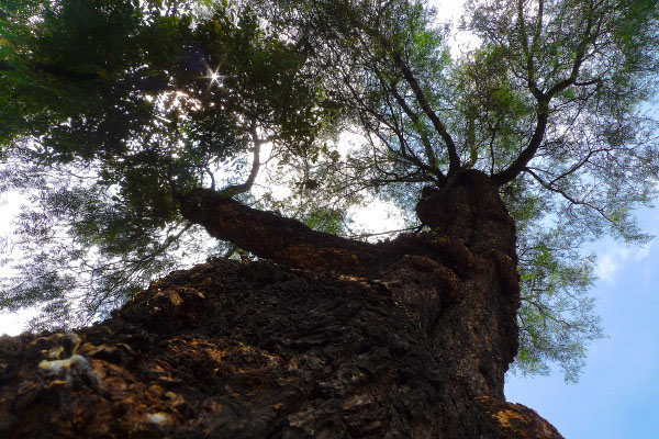 Arbol en Mixcoac