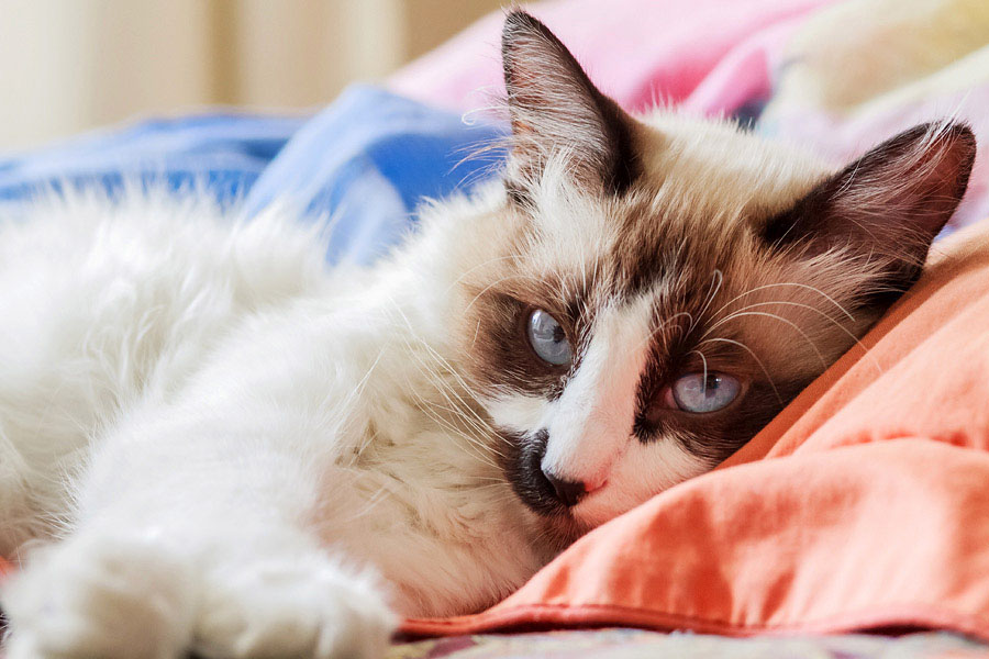 Gatita Hermosa Nala