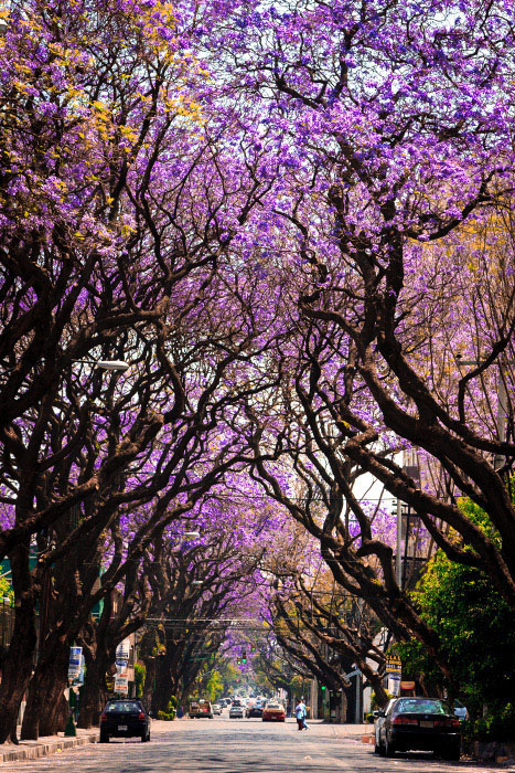 Jacarandas Concepcion Besitegui DF