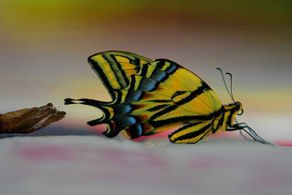 Mariposa Capullo