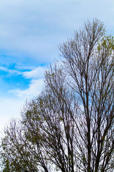 Arbol cielo paidos
